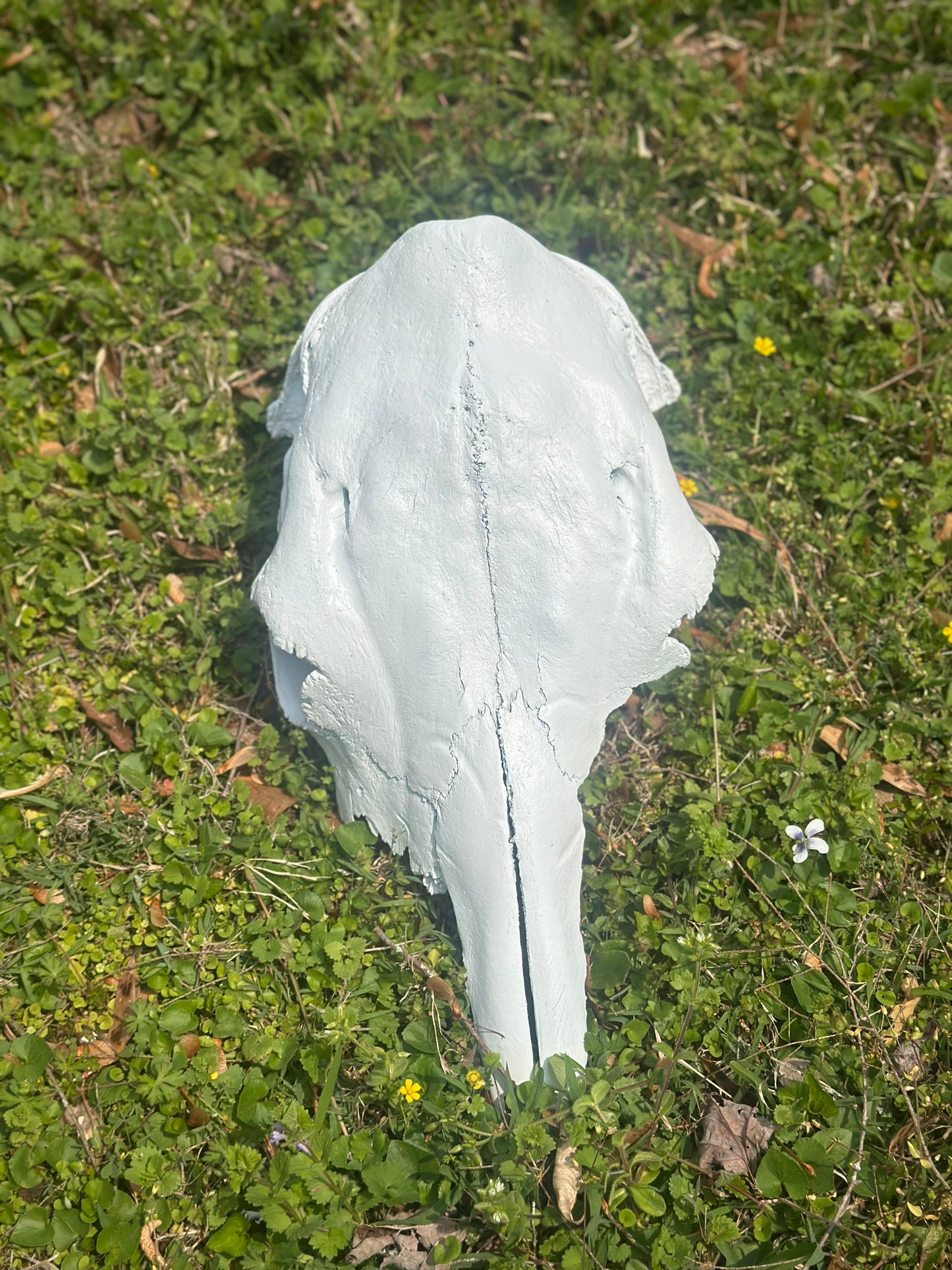 Cow Skull for Wedding Decor or Guestbook