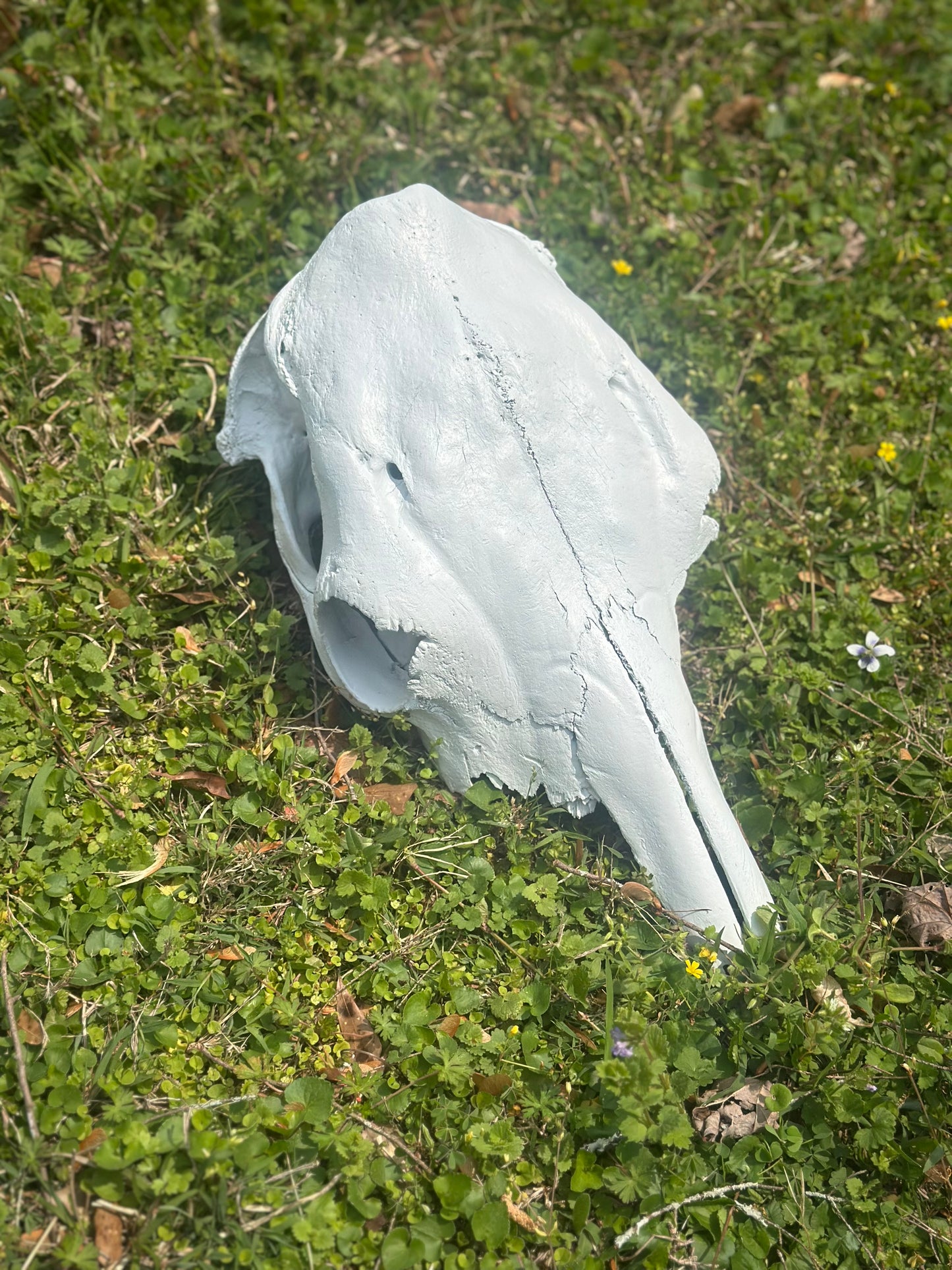 Cow Skull for Wedding Decor or Guestbook