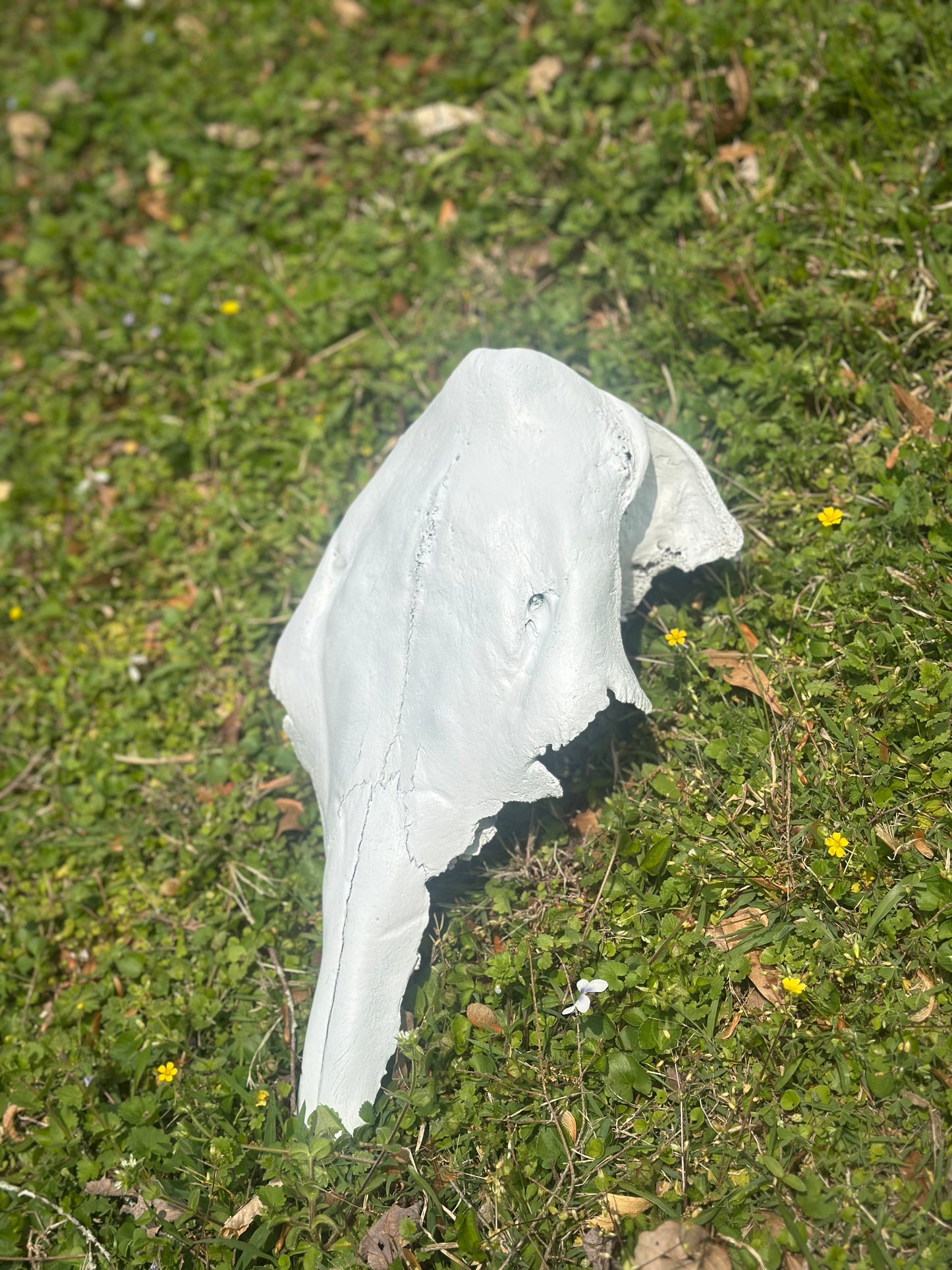 Cow Skull for Wedding Decor or Guestbook